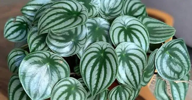 Characteristics features of watermelon peperomia