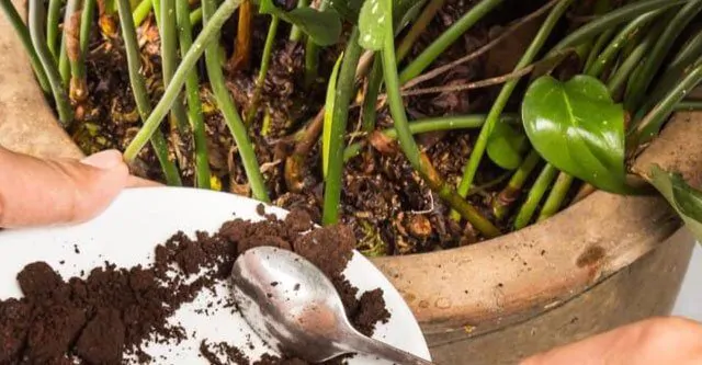 Coffee-grounds-for-Plants-and-how-to-use-them