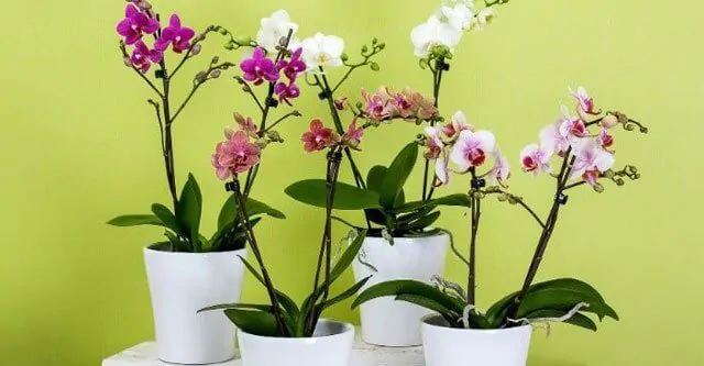 FERTILIZERS-orchids