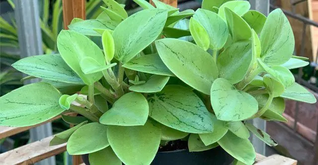 How-to-care-for-peperomia-plants