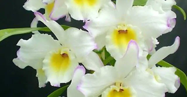 Light-for-swan-orchids.