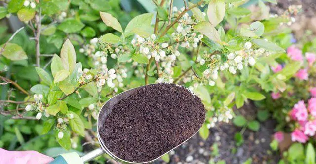 Other-benefits-of-Coffee-Grounds-in-the-garden