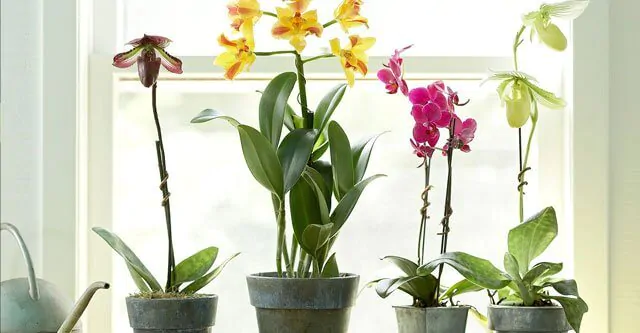 POTTING-MEDIUM-orchid