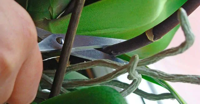 PRUNE-orchid