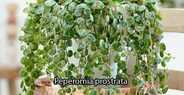 Peperomia prostrata