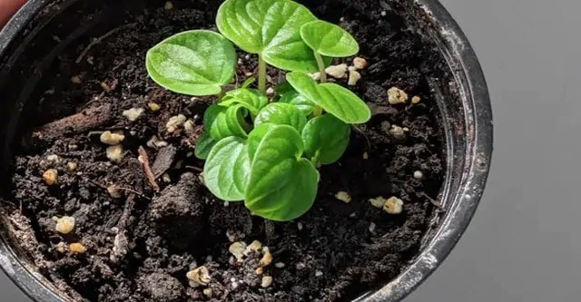 SOIL-for-pepemoria-plant