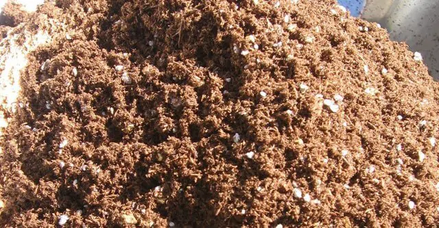 Soil-mixture-peat-moss-and-perlite