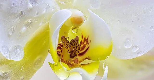 TIPS-FOR-WATERING-THE-ORCHIDS-AFTER-THE-TREATMENT
