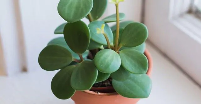 The-soil-used-for-peperomia-plants