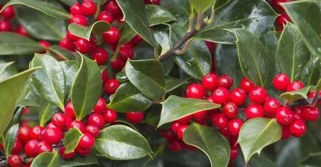 Tips-to-follow-after-cutting-the-Holly