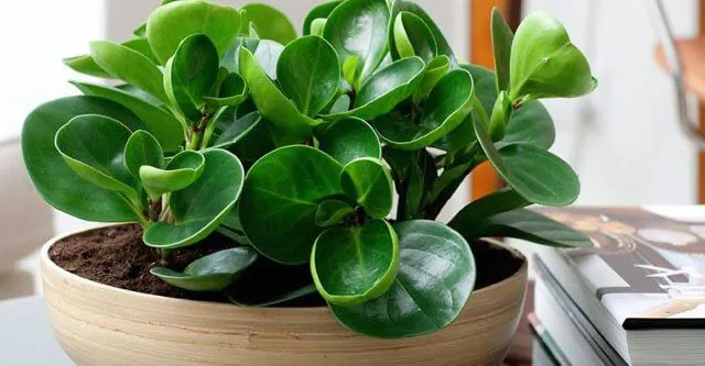 light-requirements-for-peperomia