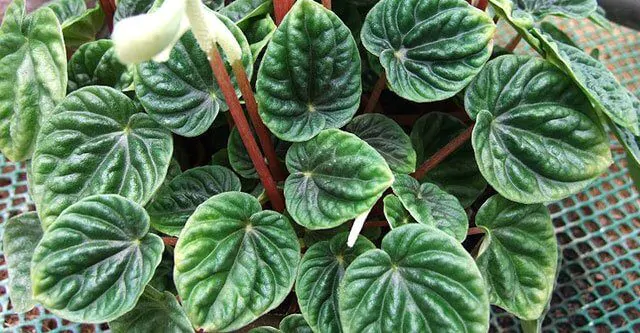 peperomia-plant-watering