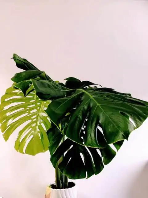 Can Monstera live in water? - Gardenzy Gardening Made Easy