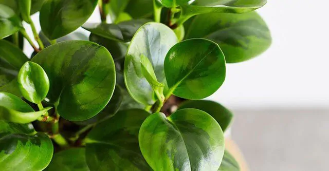 temprature-for-peperomia-plant