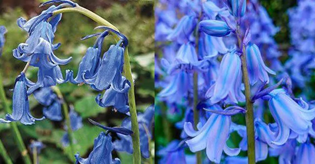 Difference-between-English-Bluebells-and-Spanish-Bluebells