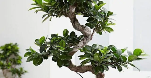 Ficus- Bonsai Tree