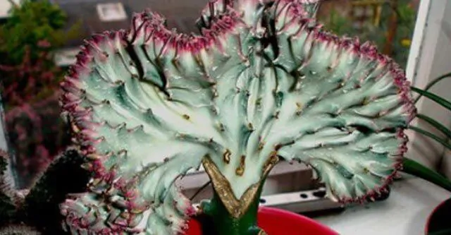 Growing-and-caring-for-the-Coral-cactus