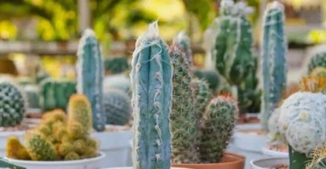 HOW DO YOU TELL IF A CACTUS IS OVER OR UNDER WATERED ...