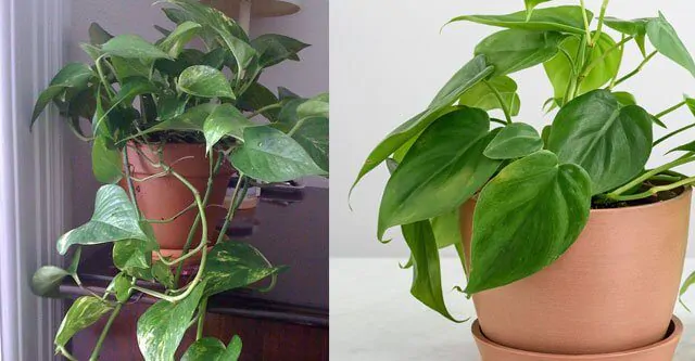 How-to-distinguish-a-Pothos-and-a-Philodendron