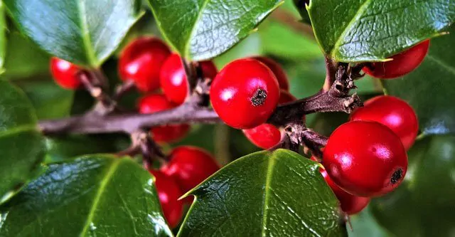Is-cutting-the-Holly-considered-illegal-in-the-UK