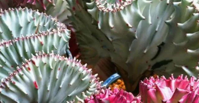 Light-needs-for-the-coral-cactus