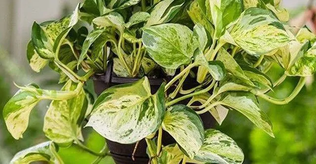 More-about-Pothos