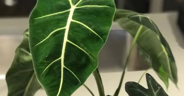 More-about-your-Alocasia-Frydek-houseplant