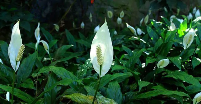 Peace-Lily