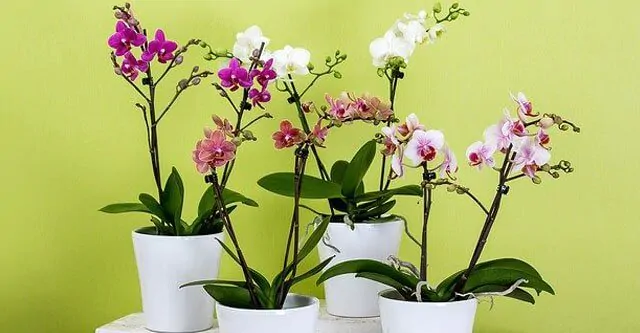 Potted-orchids