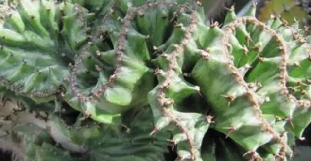 Temperature needs of the coral cactus