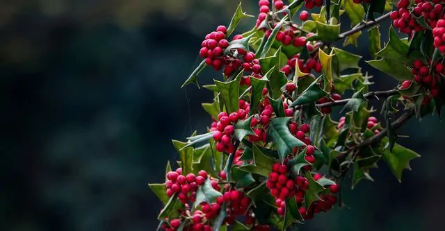 The-symbolical-importance-of-the-Holly