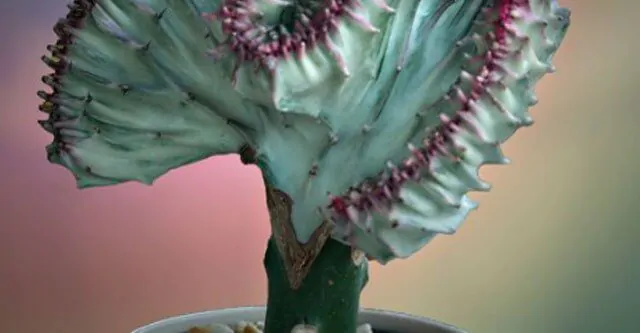 Top-10-secrets-of-making-your-cactus-bloom