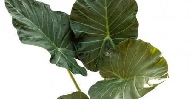 Why-is-the-Alocasia-Frydek-drooping