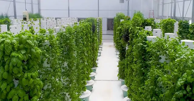 Advantages of using the Aeroponic System:
