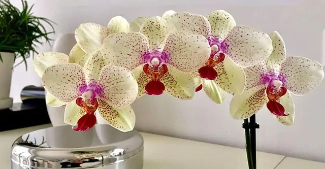 Care tips and how to grow and maintain an Orchid plant