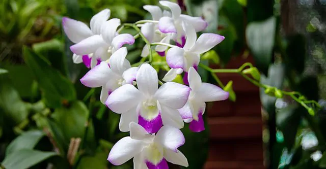 Fertilizing and nourishment for the orchids