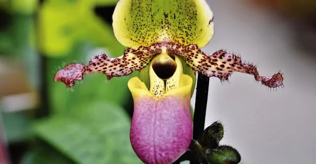How long do orchid plants survive