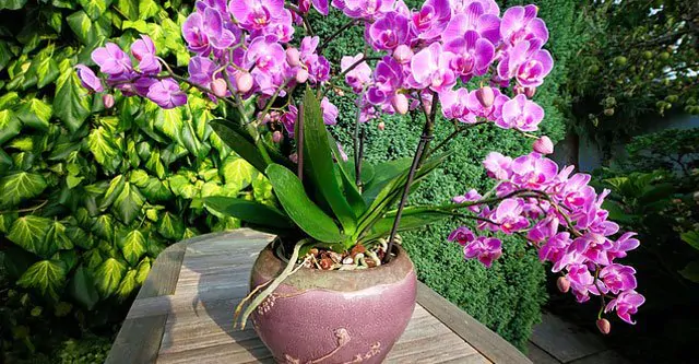 How often does an Orchid bloom in a year