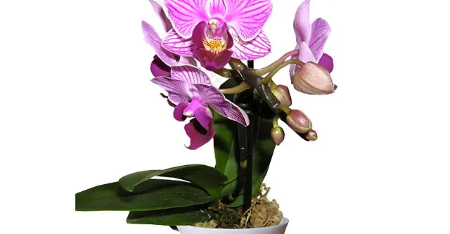 Orchid plant’s temperature needs