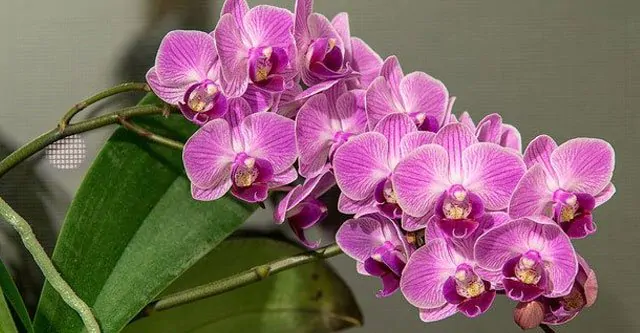 The positioning of the Orchid Plants
