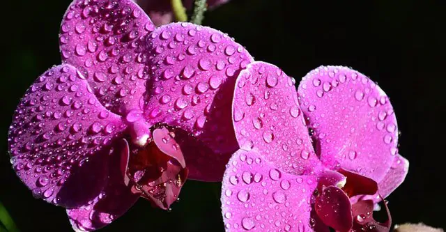 Watering needs of the orchid plants